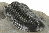 Morocconites Trilobite Fossil - Nice Eye Facets #197129-4